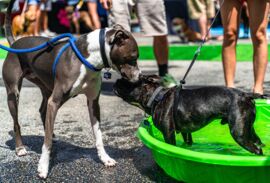 KNOW BEFORE YOU GO: Dog Day of Summer 2021